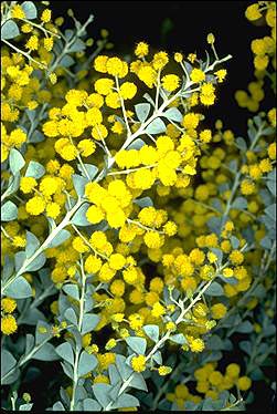 Photo of Acacia cultriformis