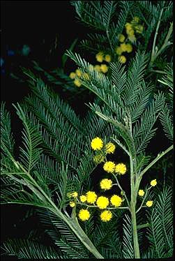 black wattle