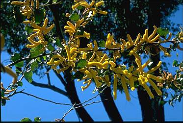 Photo of Acacia denticulosa