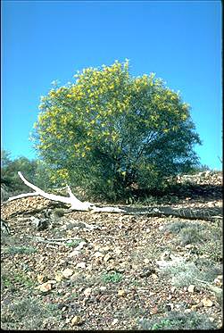 APII jpeg image of Acacia ensifolia  © contact APII