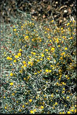 Photo of Acacia erinacea