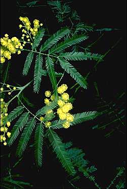 APII jpeg image of Acacia filicifolia  © contact APII