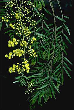 Photo of Acacia fimbriata