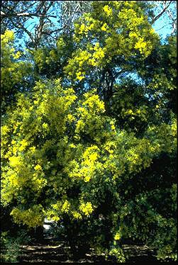 Photo of Acacia fimbriata