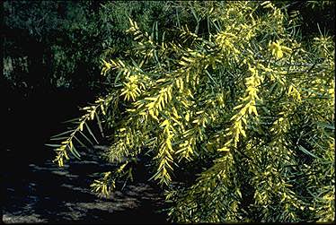 Photo of Acacia floribunda