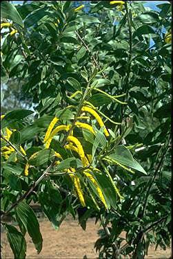APII jpeg image of Acacia grandifolia  © contact APII