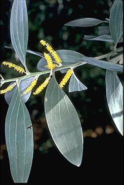 Photo of Acacia holosericea