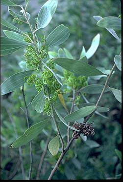 Photo of Acacia holosericea