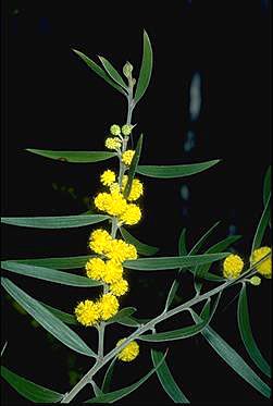 Photo of Acacia lanigera