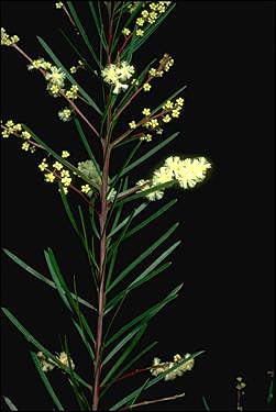 Photo of Acacia linifolia