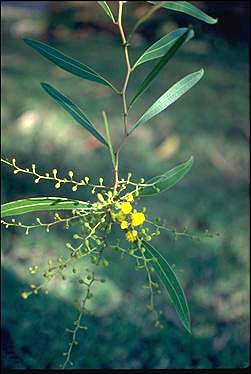 APII jpeg image of Acacia macradenia  © contact APII
