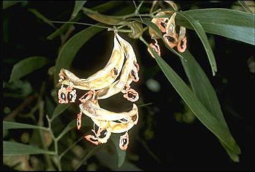 Photo of Acacia melanoxylon