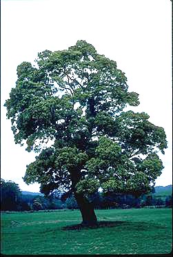 Photo of Acacia melanoxylon