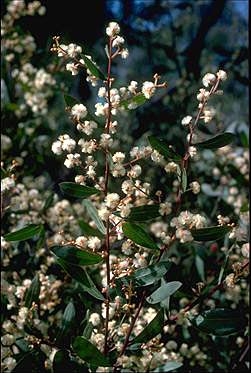 Photo of Acacia myrtifolia