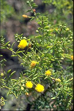 APII jpeg image of Acacia nuperrima subsp. cassitera  © contact APII