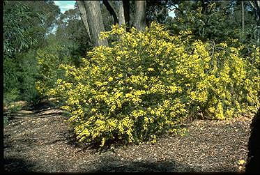 Photo of Acacia oxycedrus