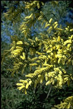 Photo of Acacia oxycedrus