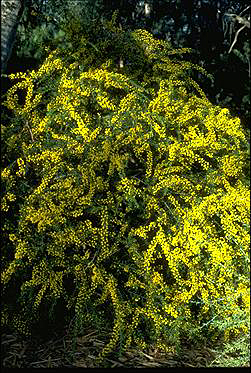 Photo of Acacia paradoxa