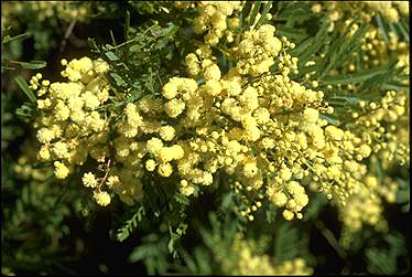 Photo of Acacia parramattensis