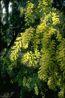 Photo of Acacia perangusta