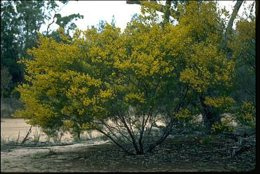 APII jpeg image of Acacia pilligaensis  © contact APII