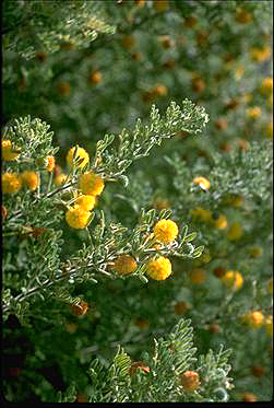 Photo of Acacia plicata
