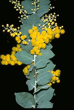Photo of Acacia podalyriifolia