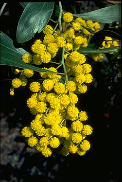 Golden Wattle photo