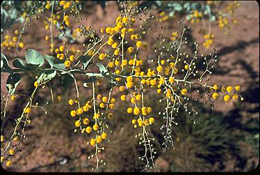 APII jpeg image of Acacia pyrifolia  © contact APII