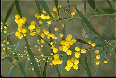 Photo of Acacia retinodes