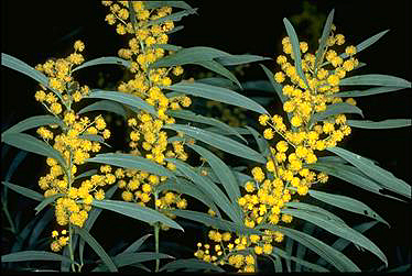 Photo of Acacia rubida