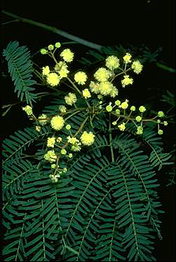 Photo of Acacia schinoides