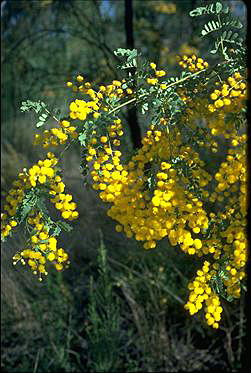 Photo of Acacia spectabilis
