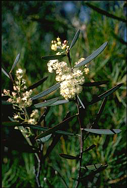 Photo of Acacia suaveolens