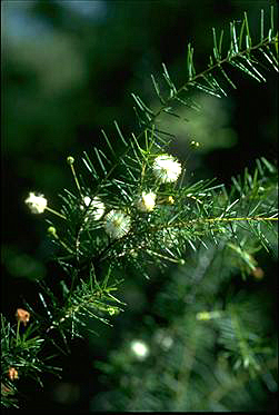 Photo of Acacia ulicifolia