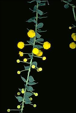 Photo of Acacia undulifolia