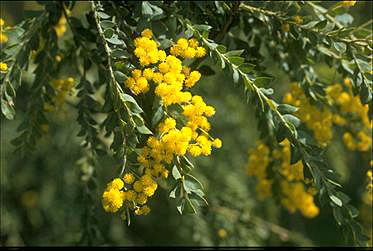Photo of Acacia vestita
