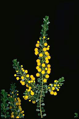 APII jpeg image of Acacia rhetinocarpa  © contact APII