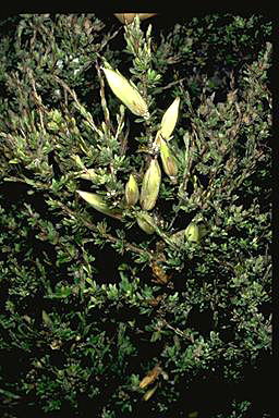 APII jpeg image of Bentleya spinescens  © contact APII