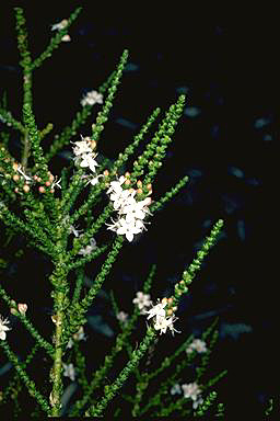 APII jpeg image of Myoporum cordifolium  © contact APII