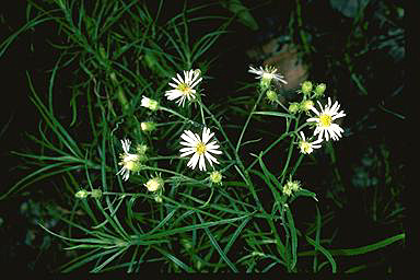 APII jpeg image of Olearia flocktoniae  © contact APII