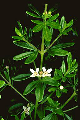 APII jpeg image of Zieria rimulosa  © contact APII