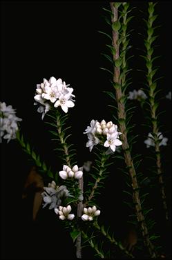 APII jpeg image of Epacris breviflora  © contact APII