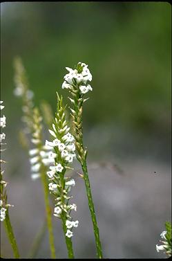 APII jpeg image of Epacris obtusifolia  © contact APII
