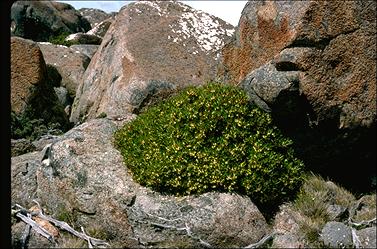 APII jpeg image of Tasmannia lanceolata  © contact APII