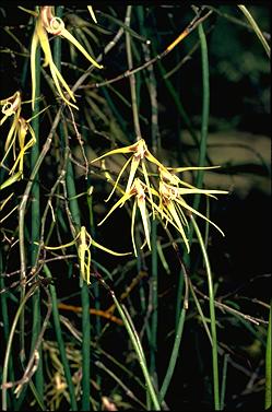 APII jpeg image of Dockrillia teretifolia  © contact APII