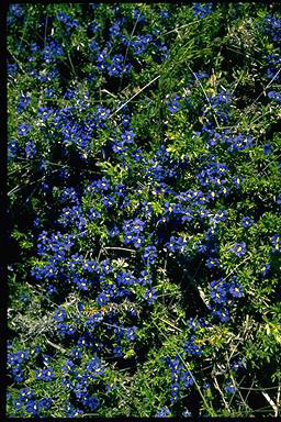 APII jpeg image of Dampiera diversifolia  © contact APII