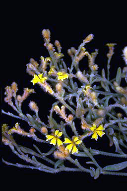 APII jpeg image of Dampiera luteiflora  © contact APII