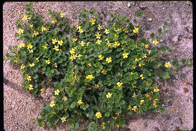 APII jpeg image of Goodenia rotundifolia  © contact APII