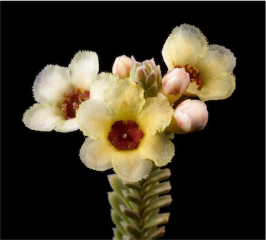 APII jpeg image of Micromyrtus flaviflora  © contact APII